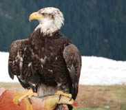 grouse mountain with werner